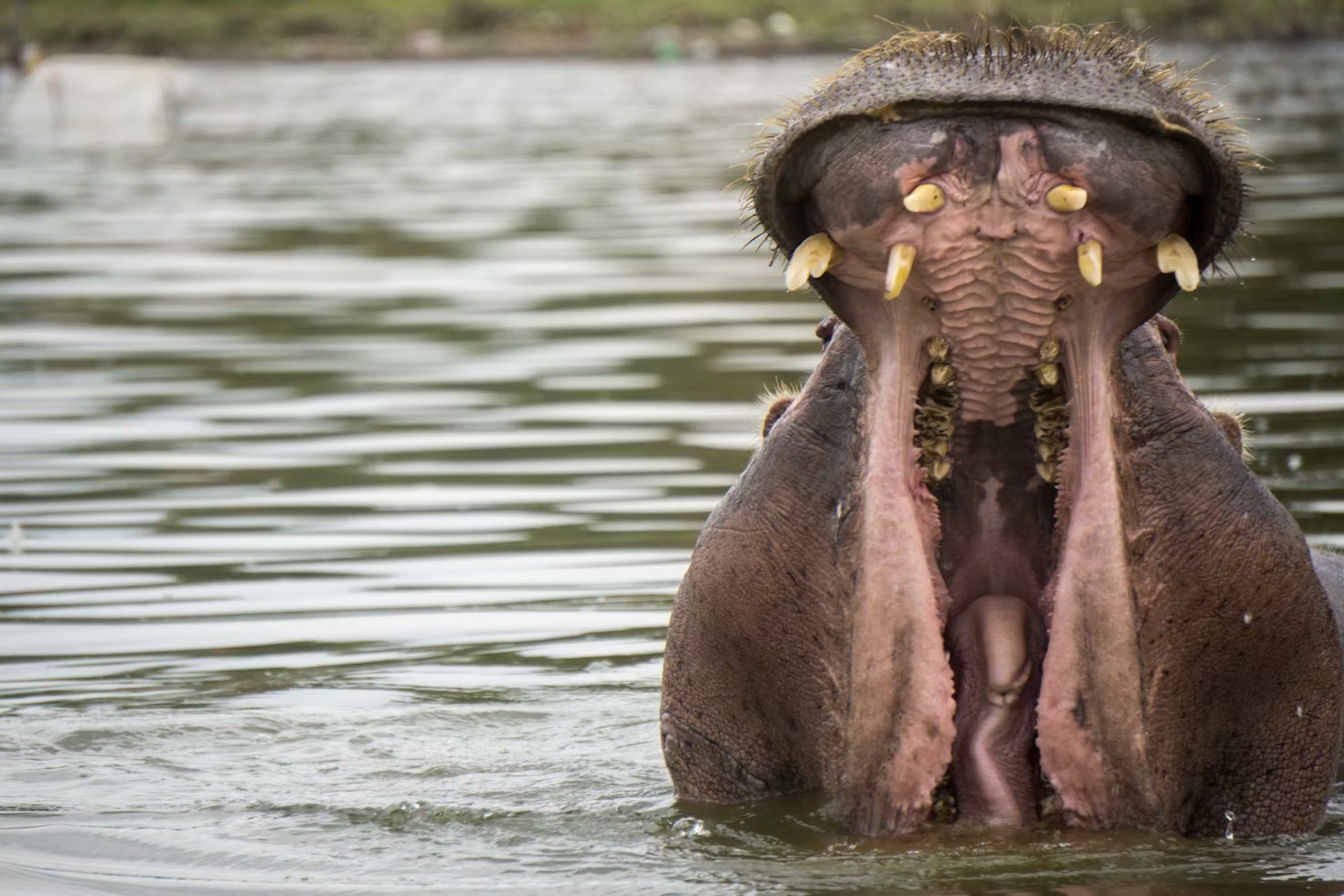 Lake Naivasha boat ride (optional)